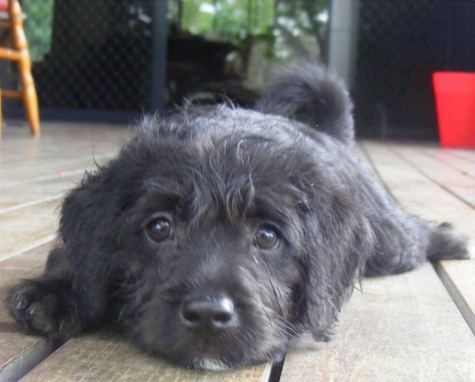 purebred rottweiler puppies price