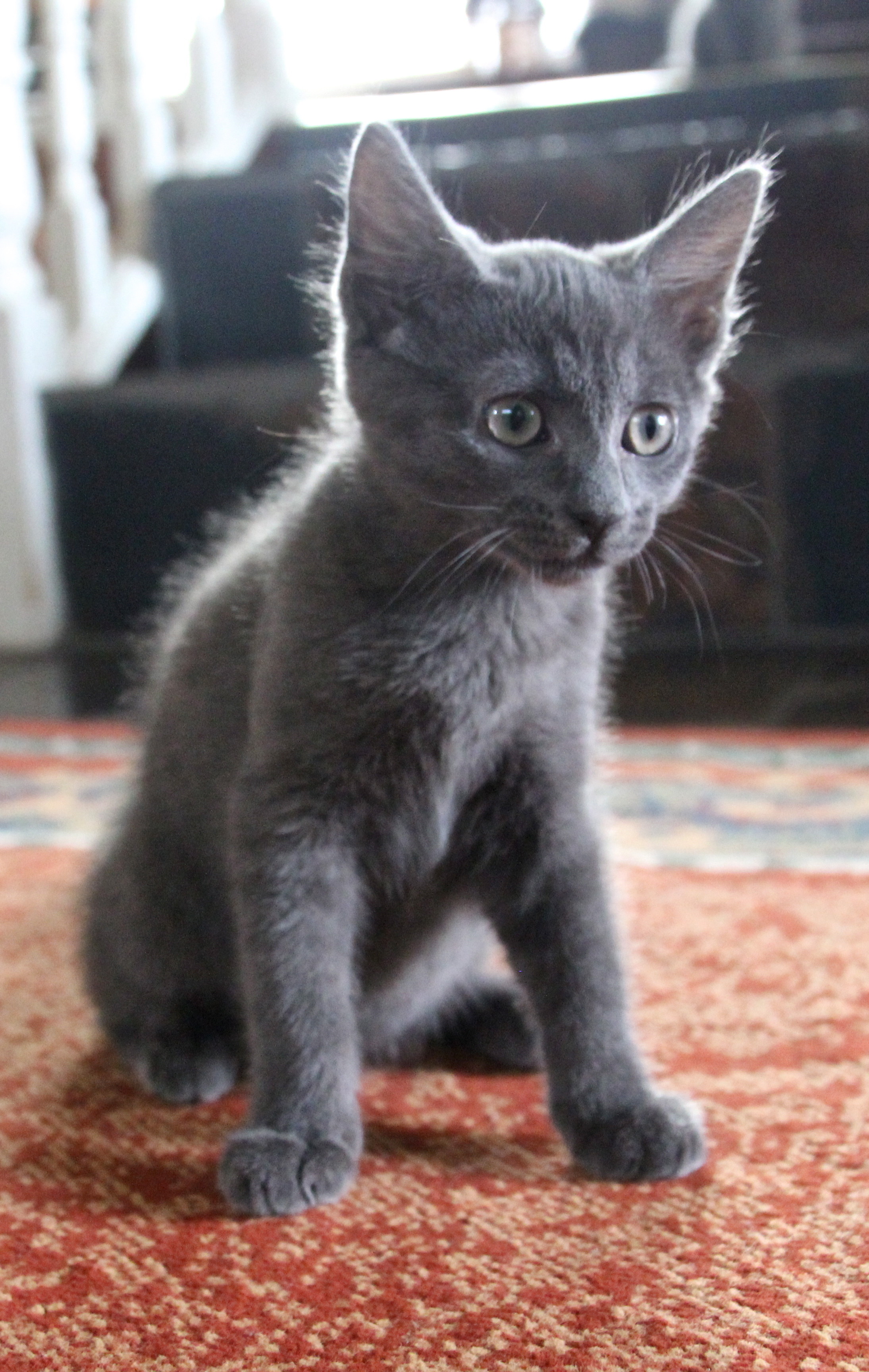 blue tabby blue tabby