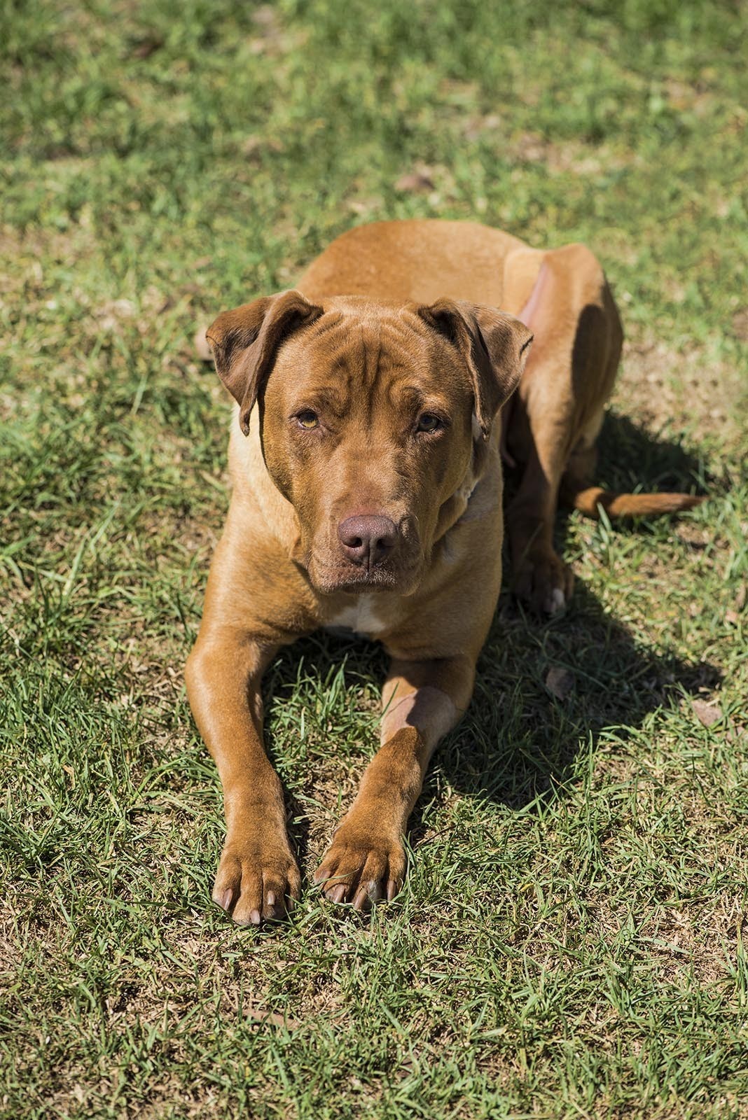 Missy - Large Female Staffordshire Bull Terrier x Labrador Retriever ...