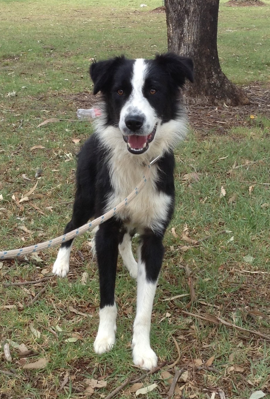 Petey Large Male Border Collie x Maremma Sheepdog Mix Dog in QLD PetRescue