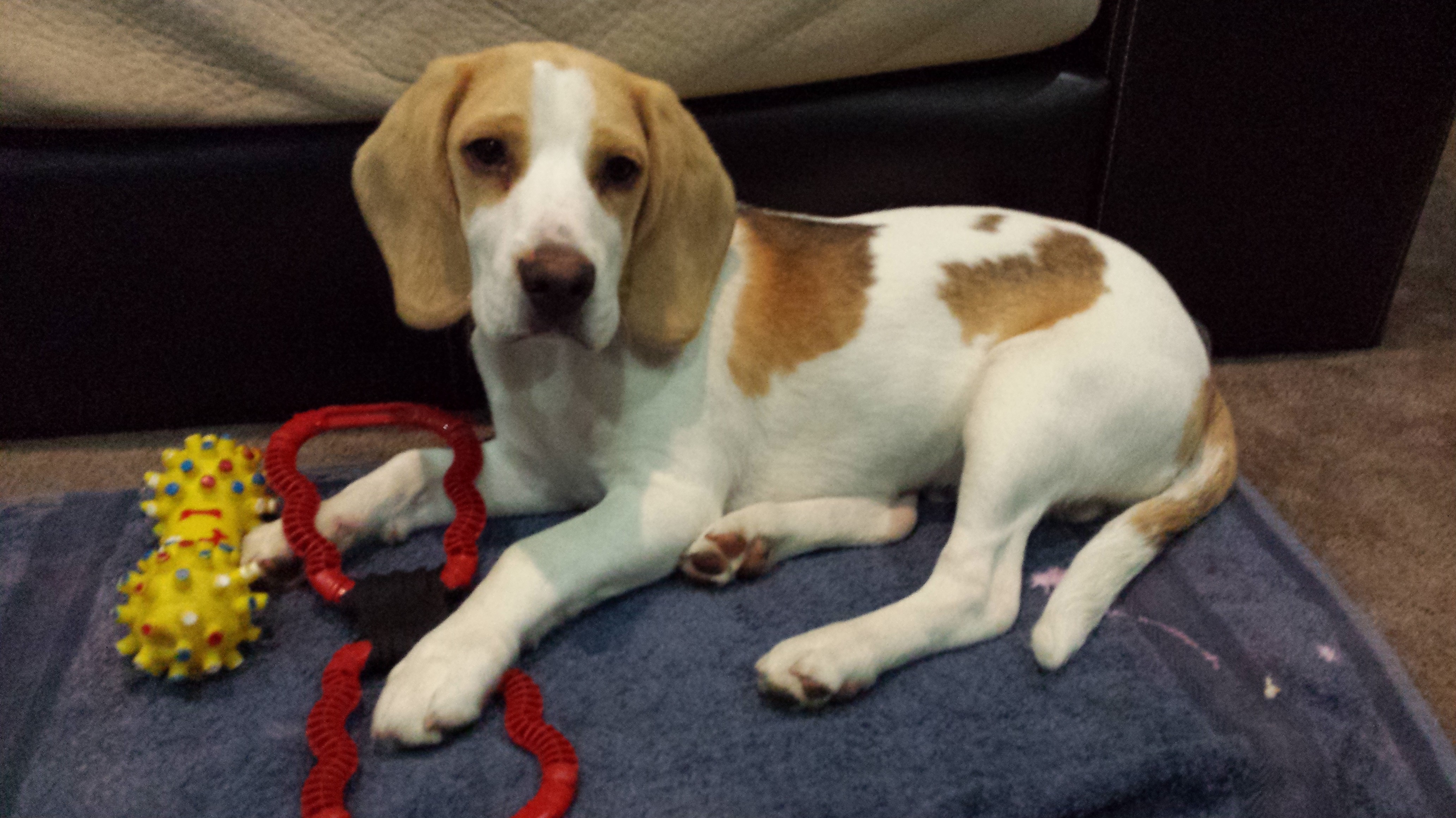 Hunter Medium Male Beagle Dog in WA PetRescue