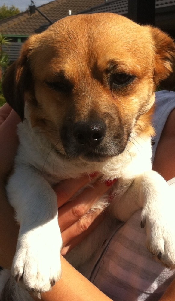 Joker Small Male Jack Russell Terrier x Rottweiler Dog in VIC PetRescue