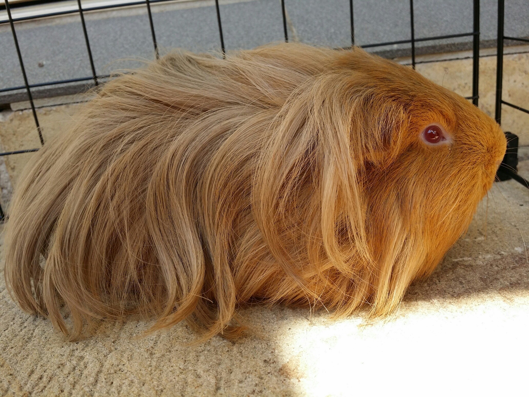 Simba Male Longhair Sheltie Guinea Pig in NSW PetRescue