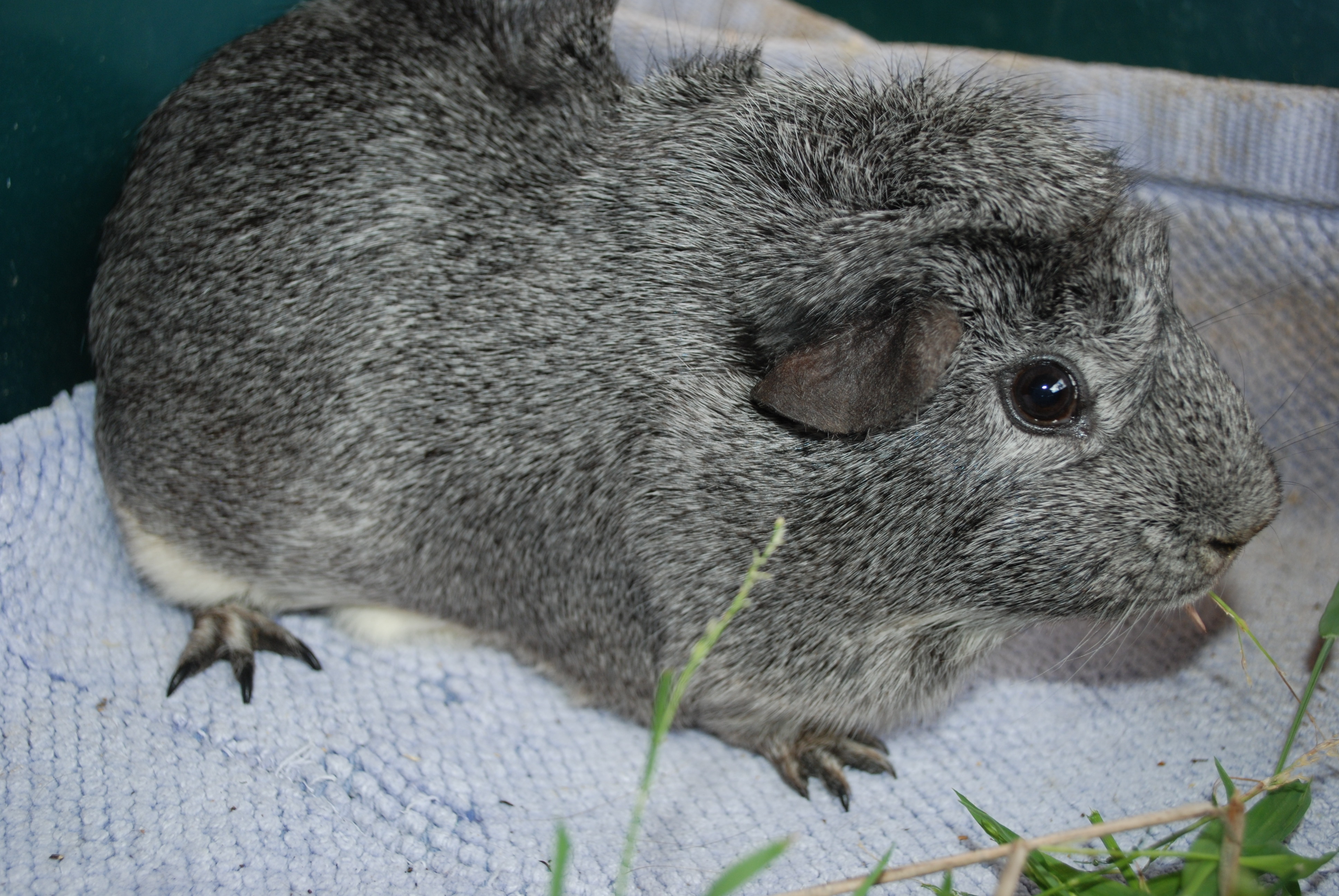Wombat Silver Agouti Male Mediumhair Ridgeback Guinea Pig in NSW PetRescue