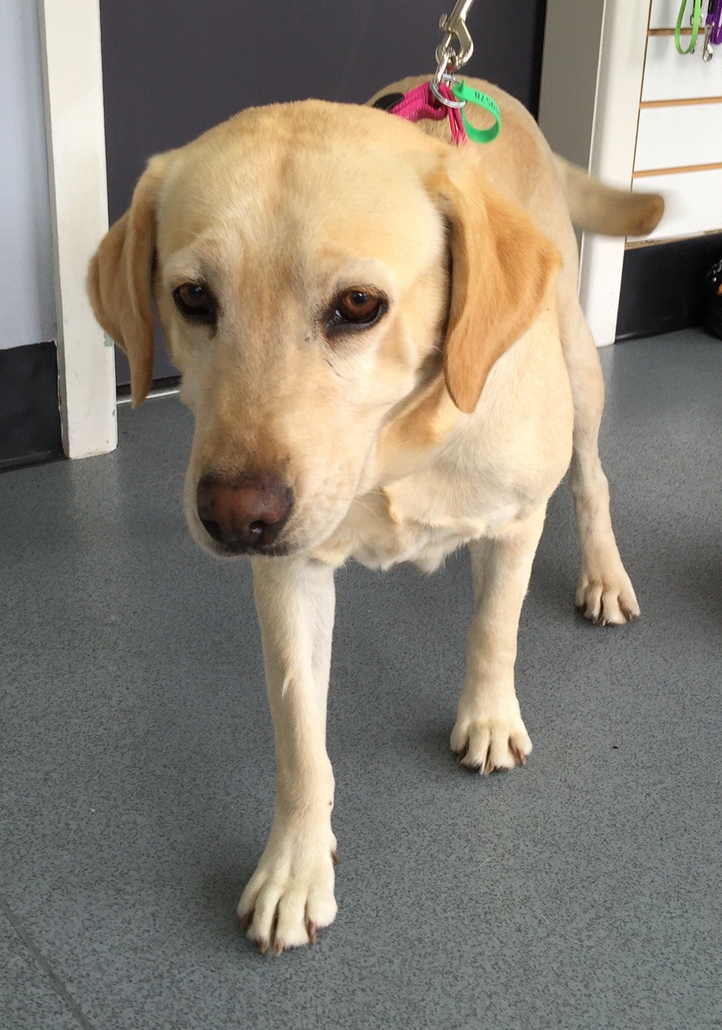 Abby Medium Female Labrador Dog in VIC PetRescue