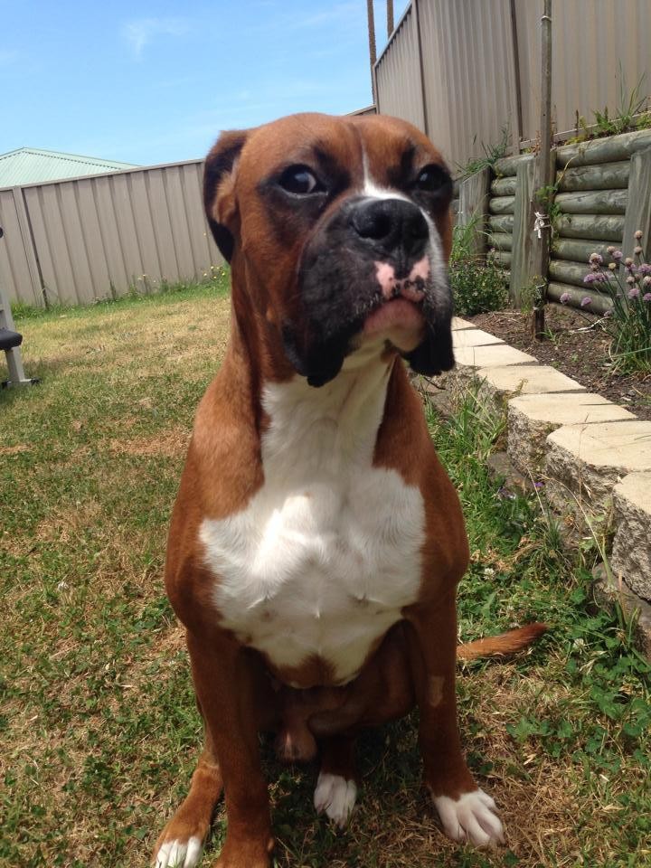 adult boxer dog