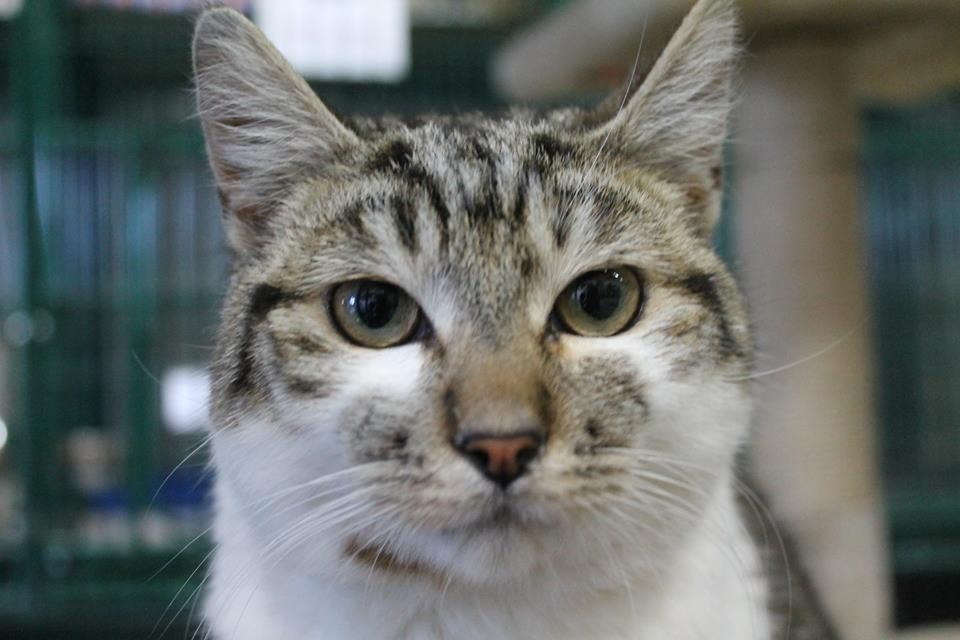 Bobcat - Male Domestic Short Hair Cat in VIC - PetRescue