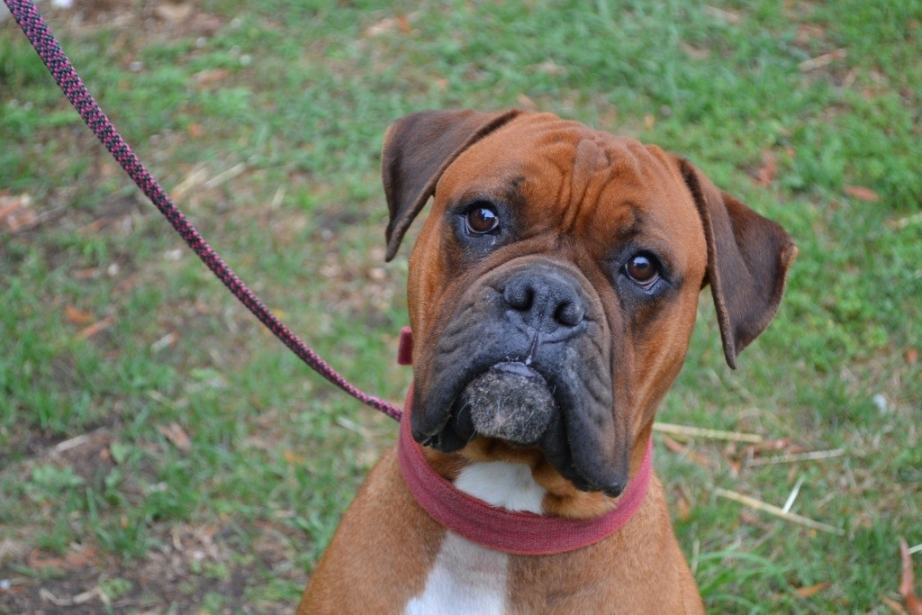 boxer dog breed mix