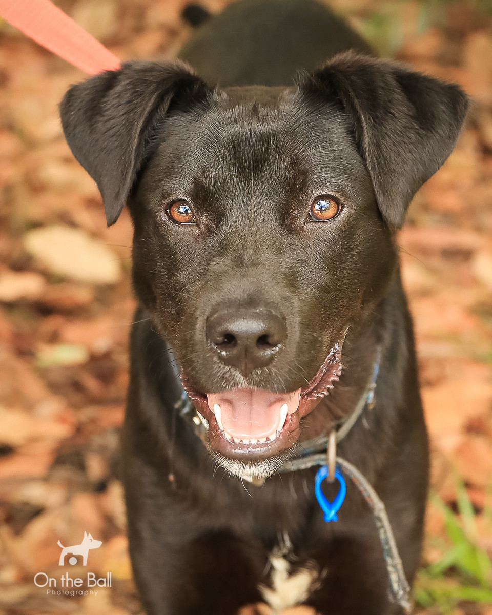 Casper Medium Male Labrador Retriever x Australian Kelpie Mix Dog in