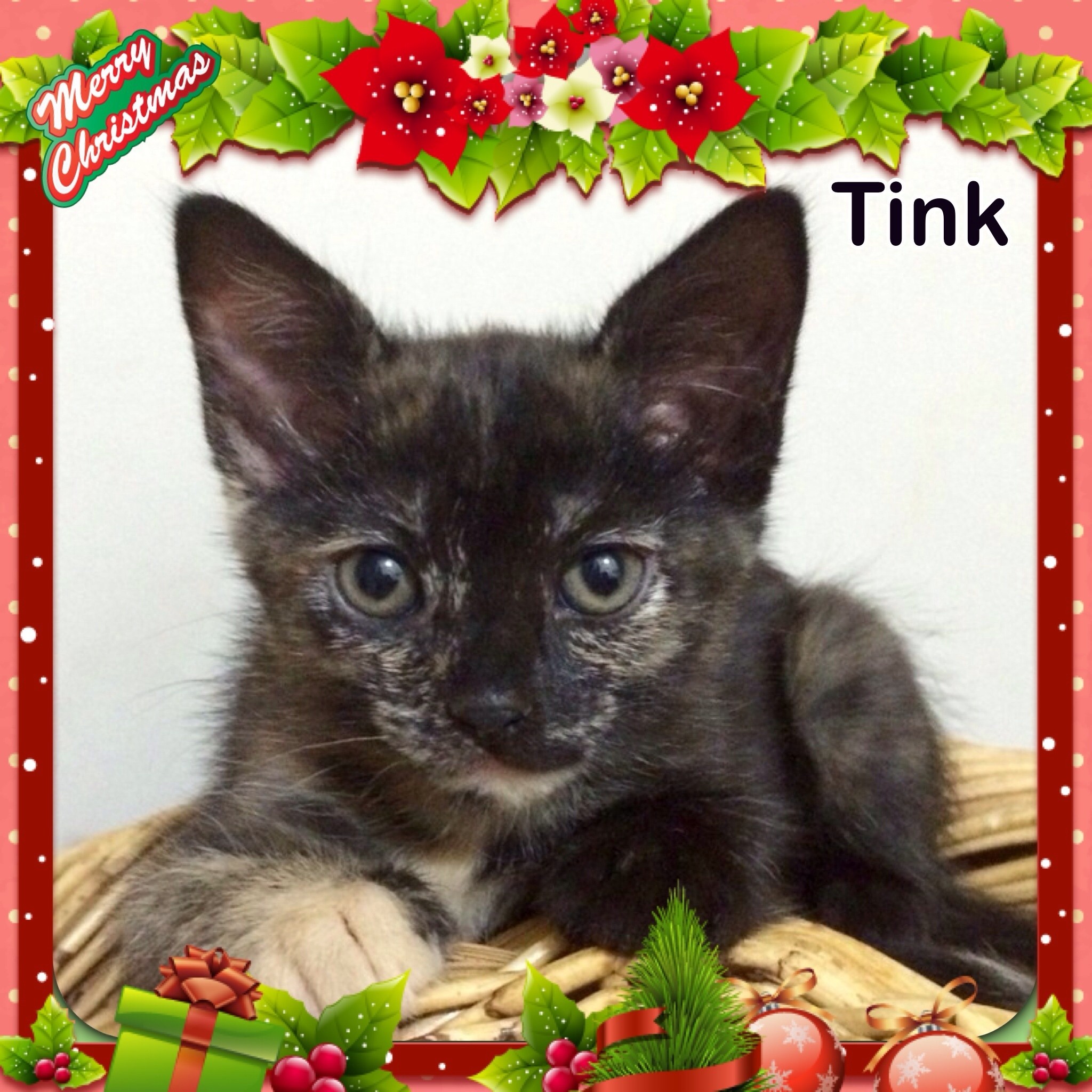 Tink (The Pet House, Westfield Tuggerah) Female Domestic Short Hair