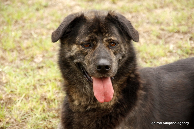 Brax Large Male Labrador x Alaskan Malamute Mix Dog in