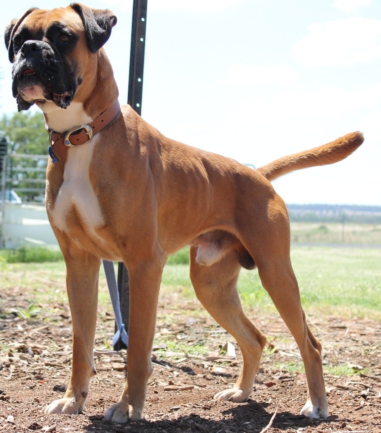 Benji Large Male Boxer Dog in NSW PetRescue