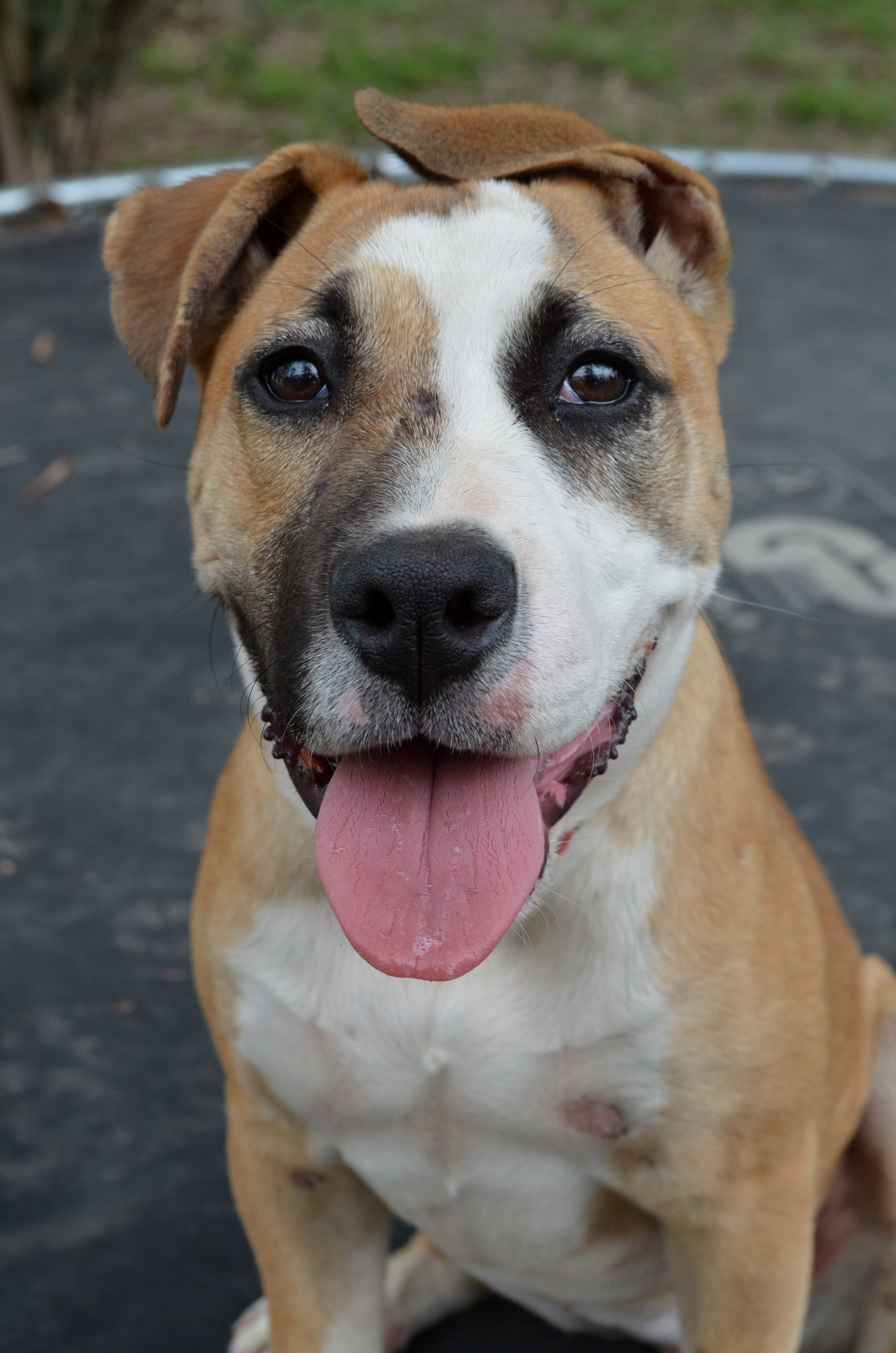 Braxton - Medium Female Staffordshire Bull Terrier Mix Dog in NSW ...