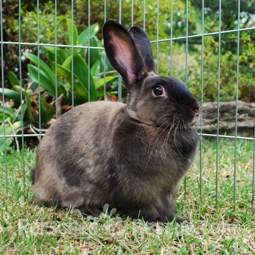 Jesse - Female Rabbit in NSW - PetRescue