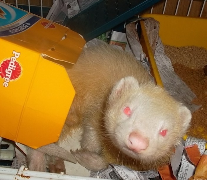 Frankie Male Ferret Mix Rodent in TAS PetRescue