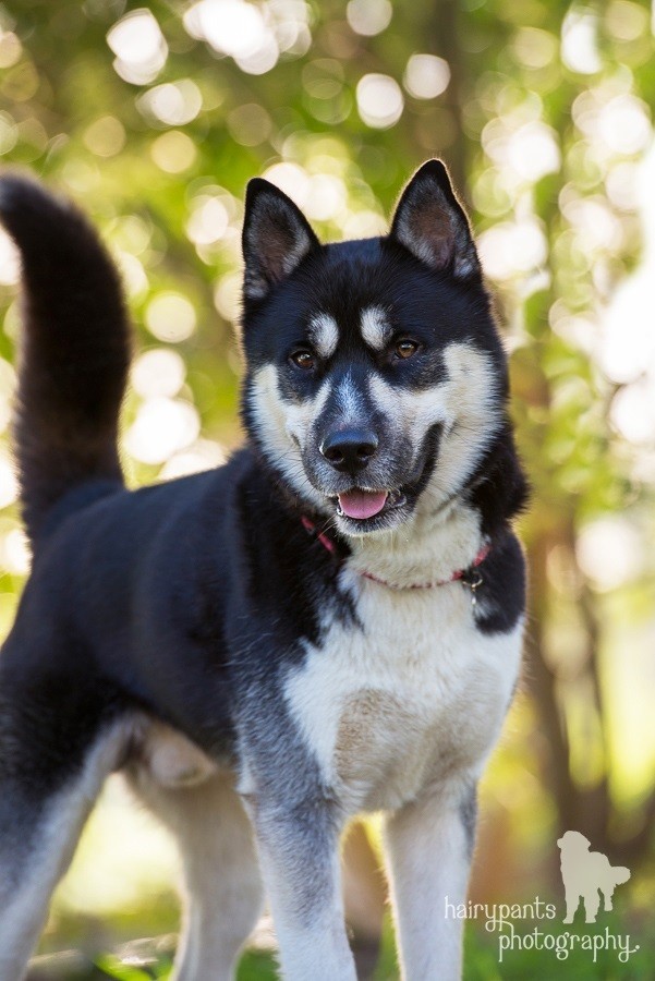 Blackjack On Trial Medium Male Siberian Husky x Shar Pei Mix Dog in
