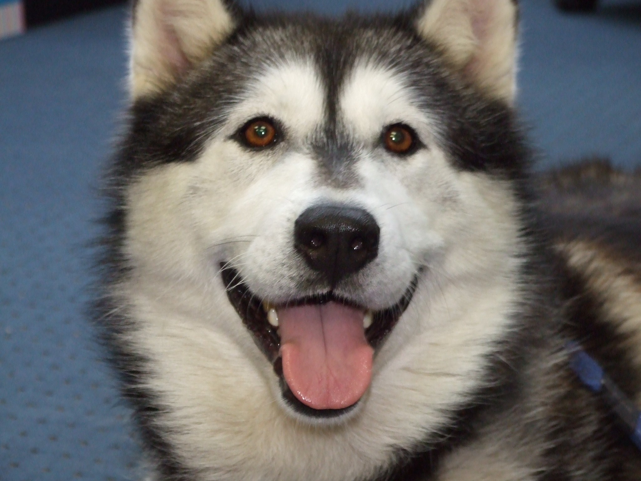 Stella - Medium Female Alaskan Malamute Mix Dog in SA - PetRescue