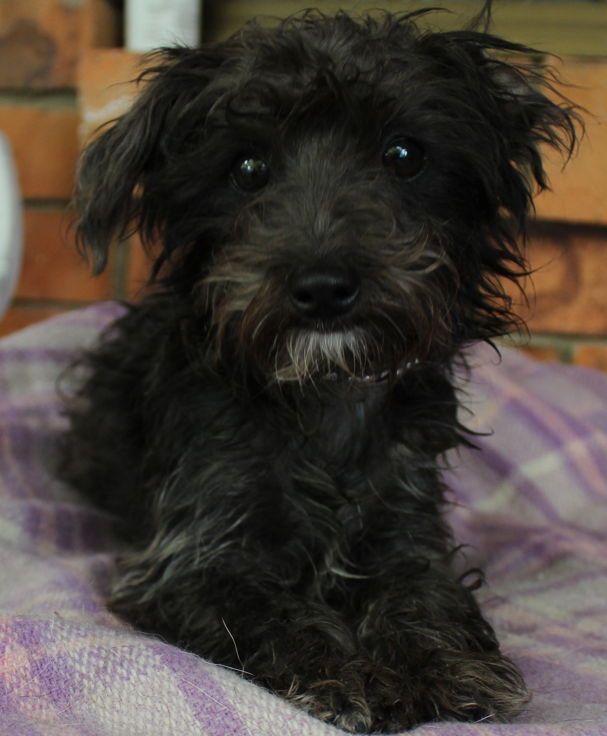 Cuddles - Small Female Poodle X Silky Terrier Dog In QLD - PetRescue
