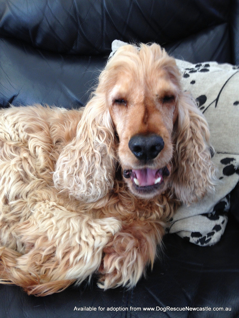 Darcy (On Trial 12/7/14) Medium Male Cocker Spaniel, English Dog in NSW PetRescue