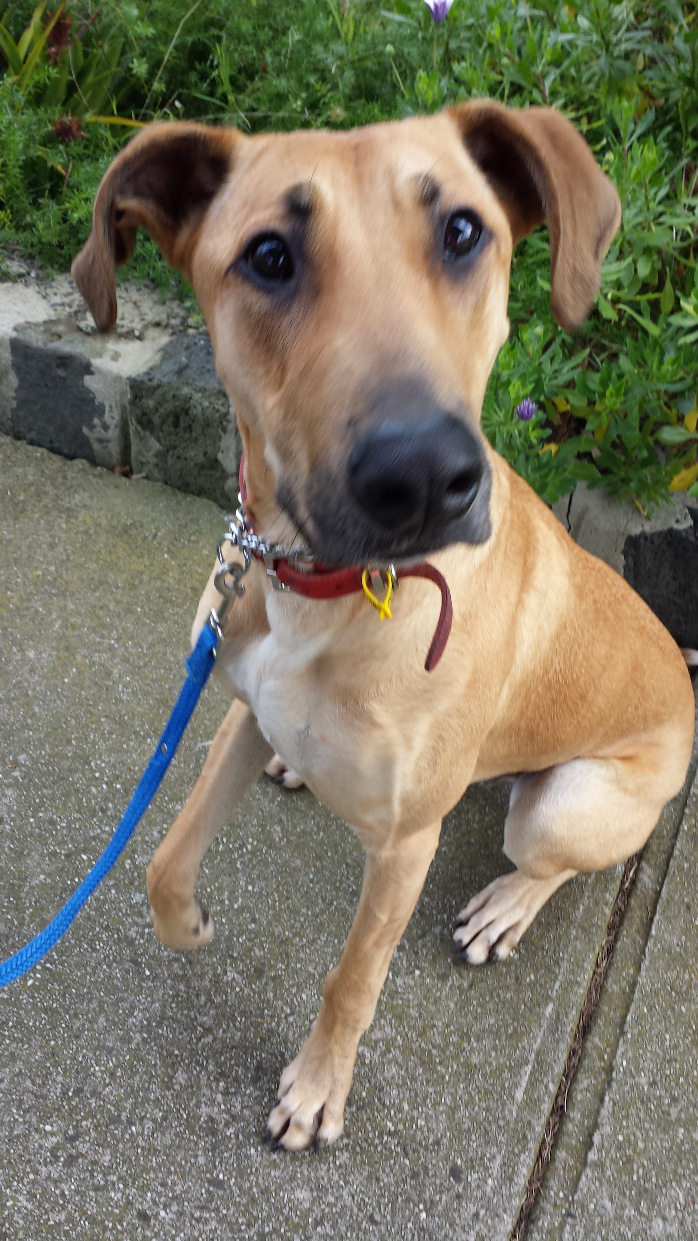 Jackson - Large Male Great Dane x Greyhound Mix Dog in VIC - PetRescue