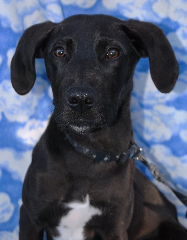 clyde Medium Male Doberman x Labrador Retriever Mix Dog in QLD PetRescue