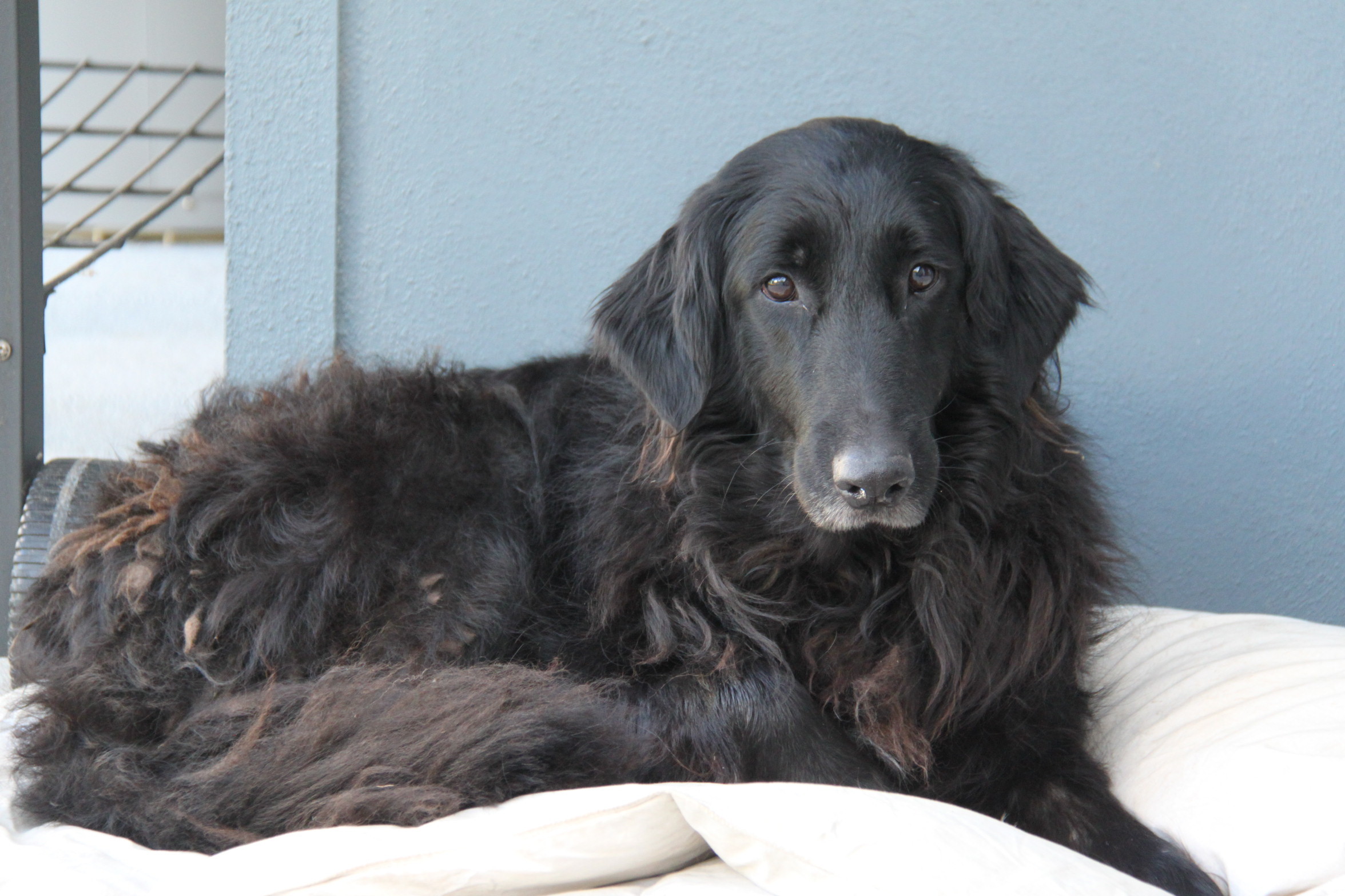 Labradoodle Cross Border Collie 2024 leadctr