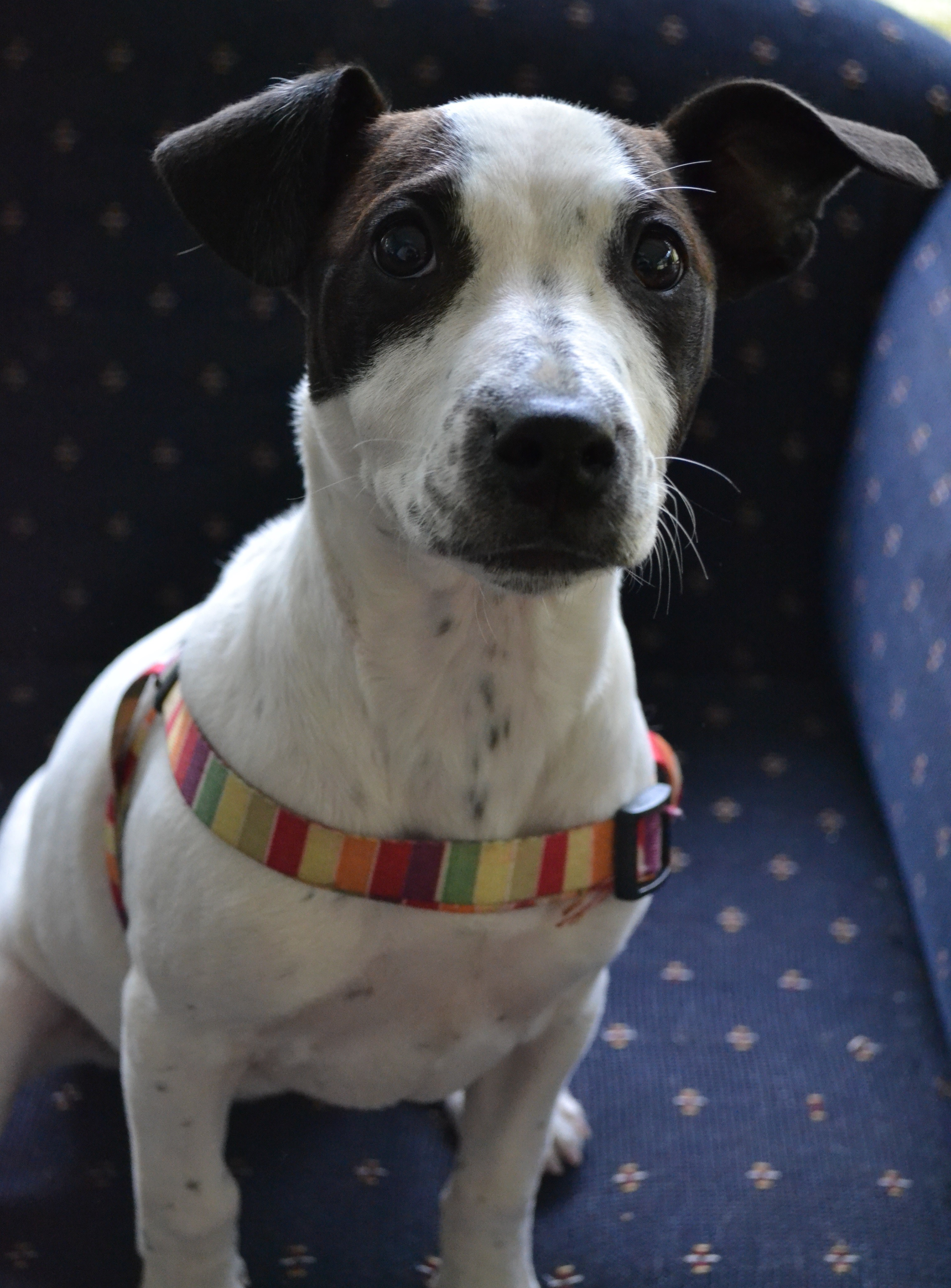 Bella Medium Female Jack Russell Terrier x Staffy Mix Dog in NSW PetRescue