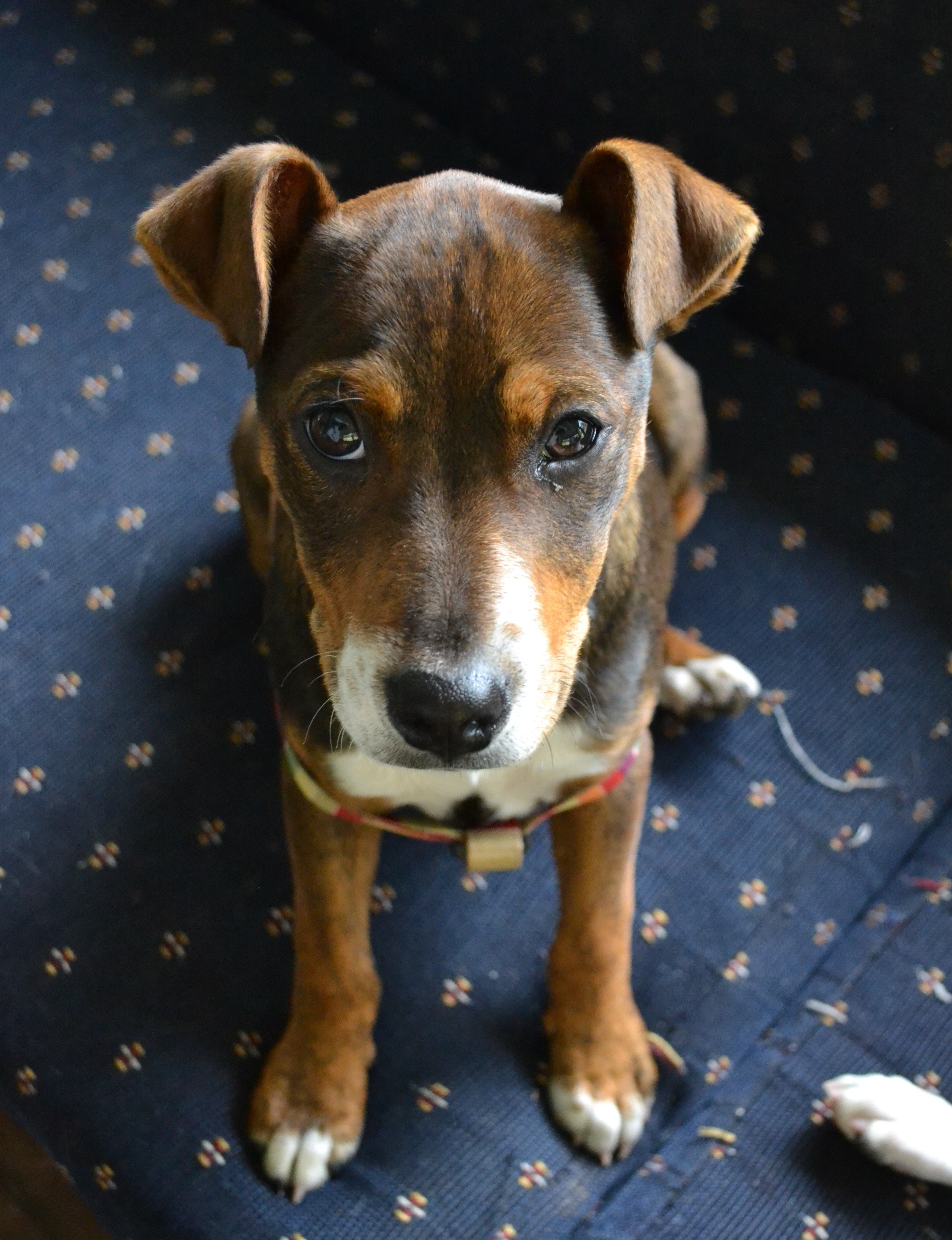 Ralphie Medium Male Jack Russell Terrier x Staffy Mix Dog in NSW PetRescue