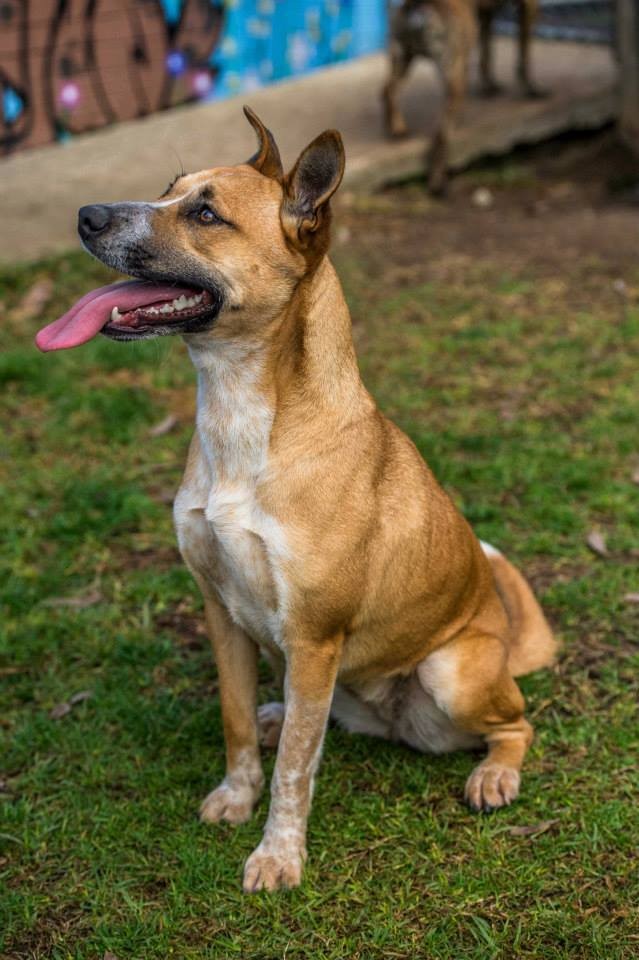 Roxy Medium Female Husky x Staffordshire Bull Terrier Mix Dog in QLD