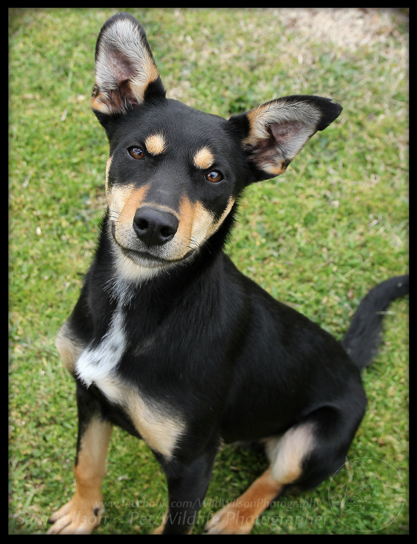 Roy Medium Male Australian Kelpie Mix Dog in NSW PetRescue