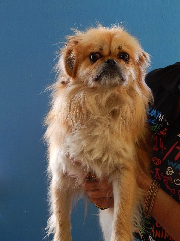 Katie Small Female Pekingese x Tibetan Spaniel Mix Dog in QLD PetRescue Katie Small Female Pekingese x Tibetan Spaniel Mix Dog in QLD PetRescue