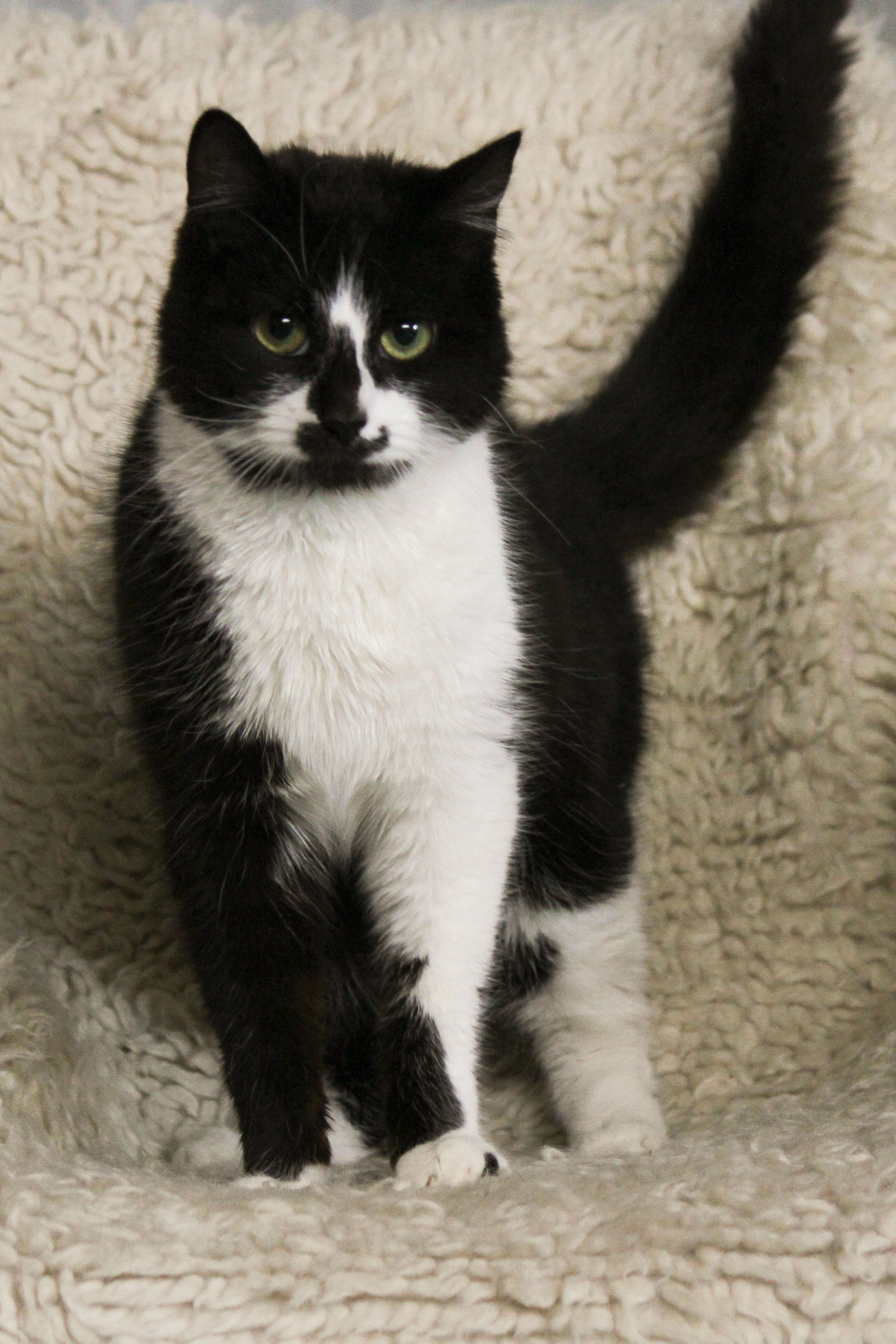 Jimmy desexed and ready Male Domestic Short Hair Cat in VIC PetRescue