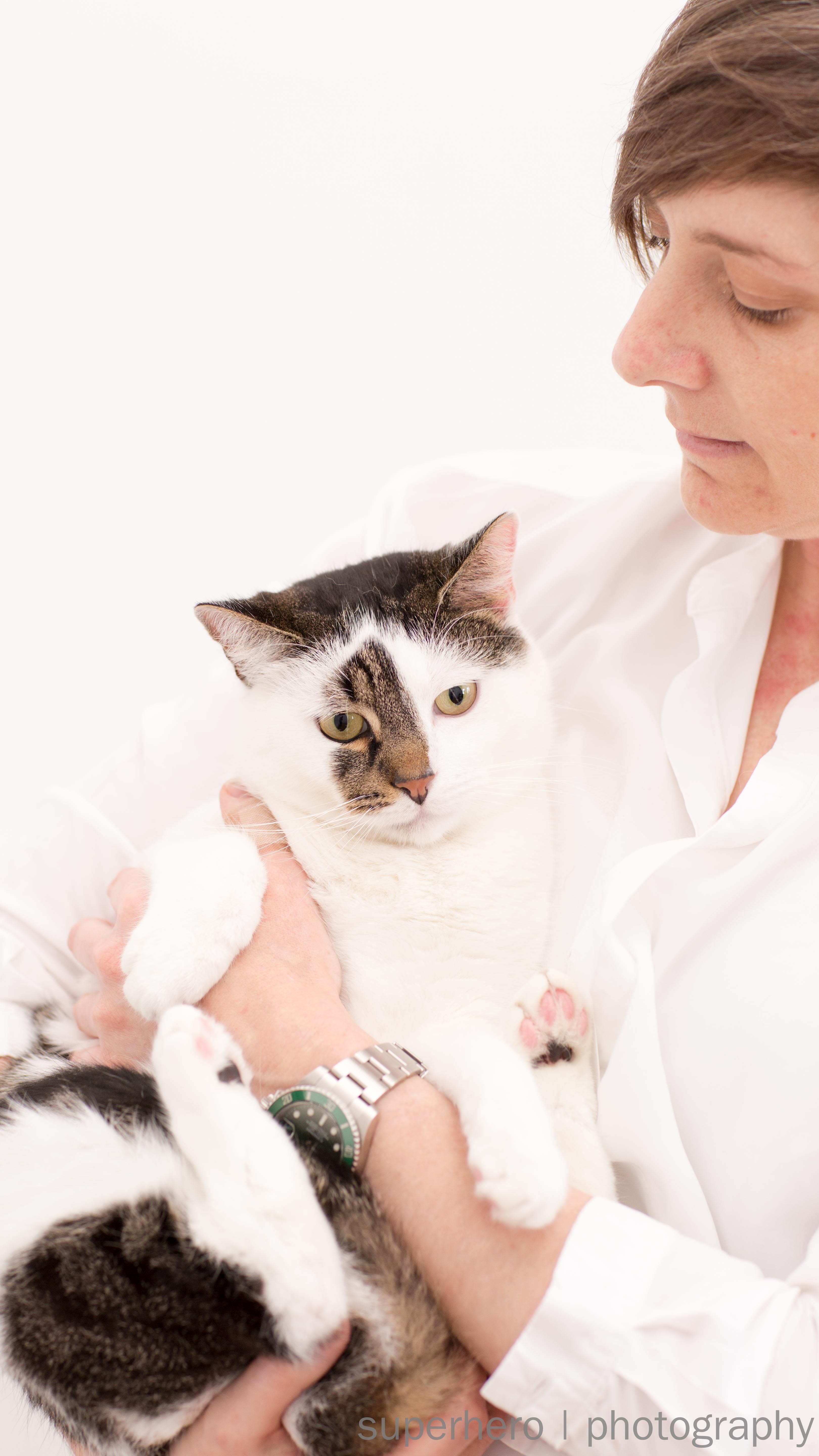 "Hamish" - Purrfect Match - Male Domestic Short Hair Cat ...