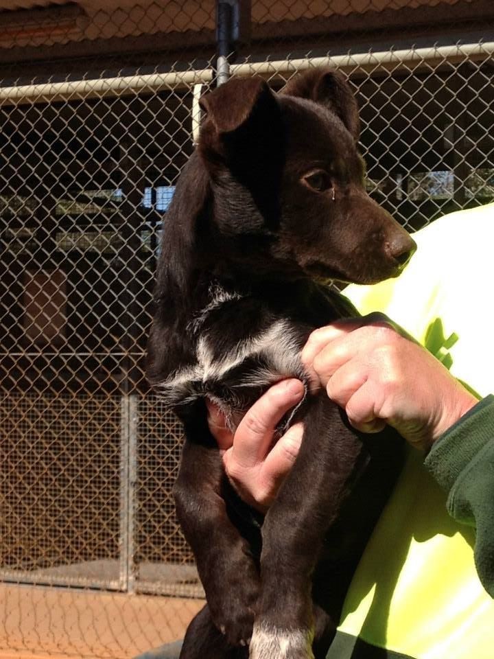 Bluey Medium Male Kelpie Dog in NSW PetRescue