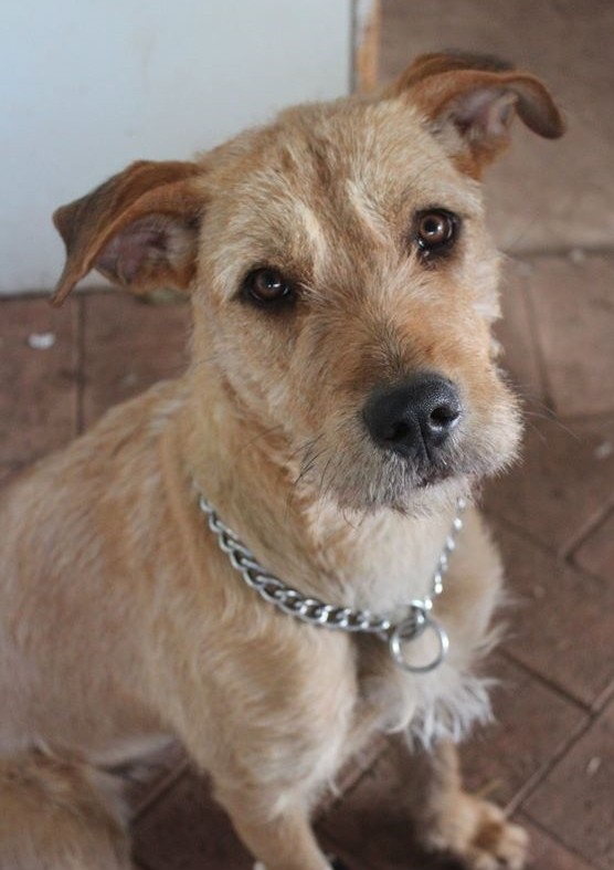 LalaLoopsy aka Belle Medium Female Irish Terrier Mix Dog in WA PetRescue