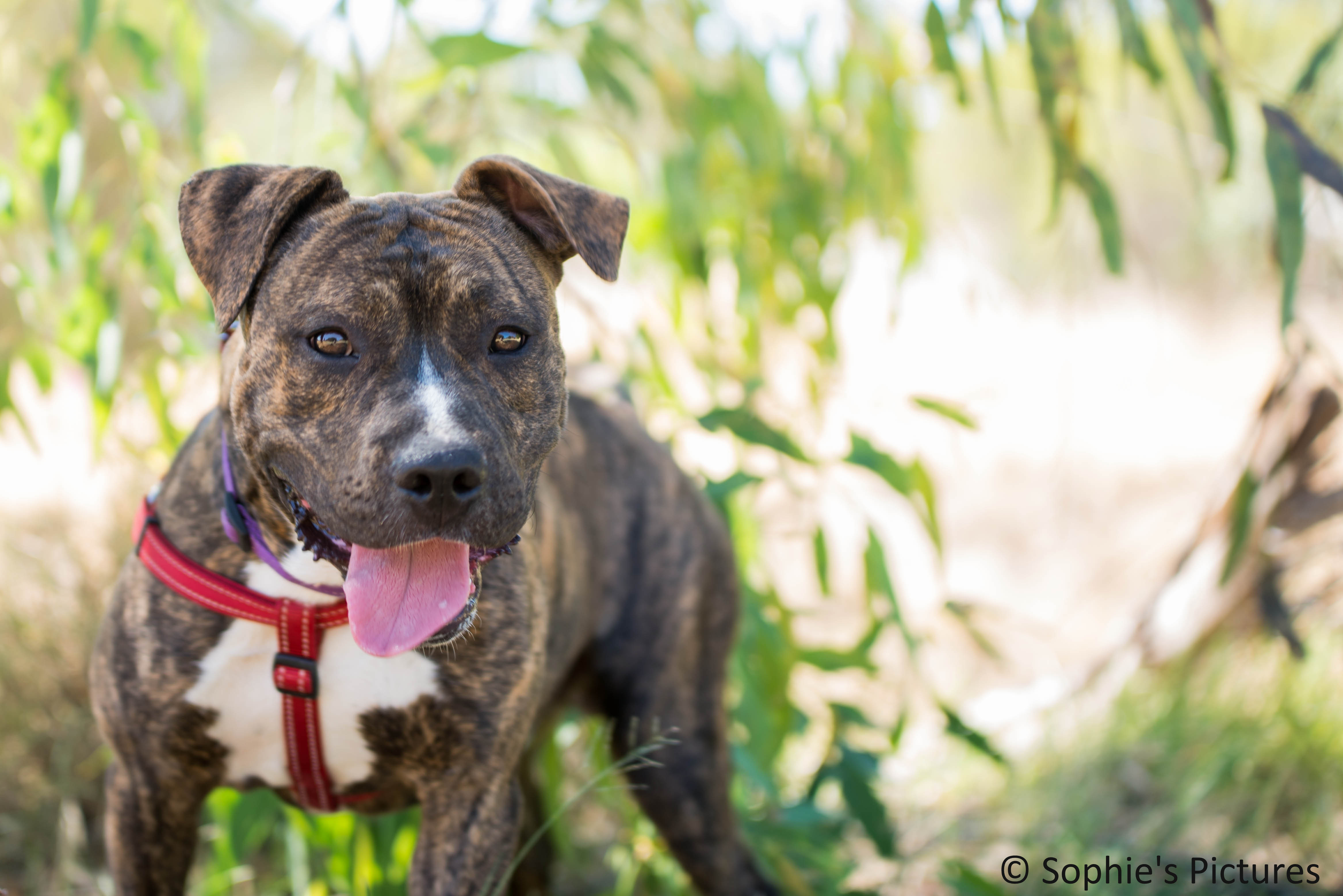 Zac Medium Male Boxer x Staffy Mix Dog in WA PetRescue