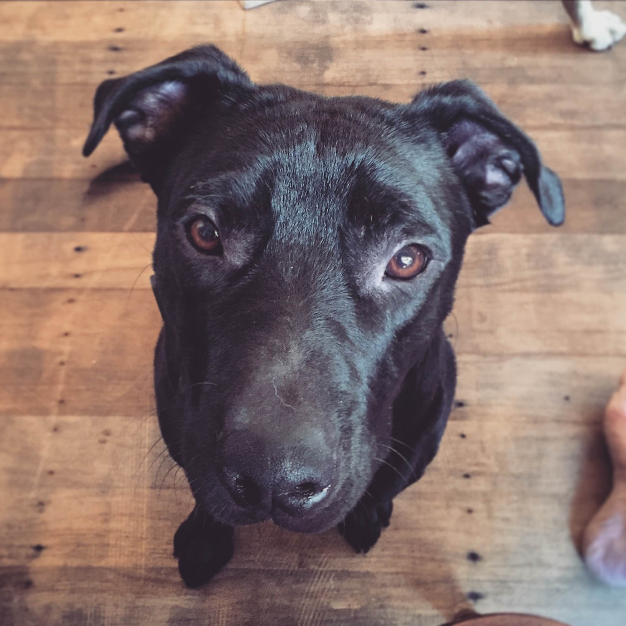 Nick HD14148 Medium Male Labrador x Staffy Mix Dog in WA PetRescue