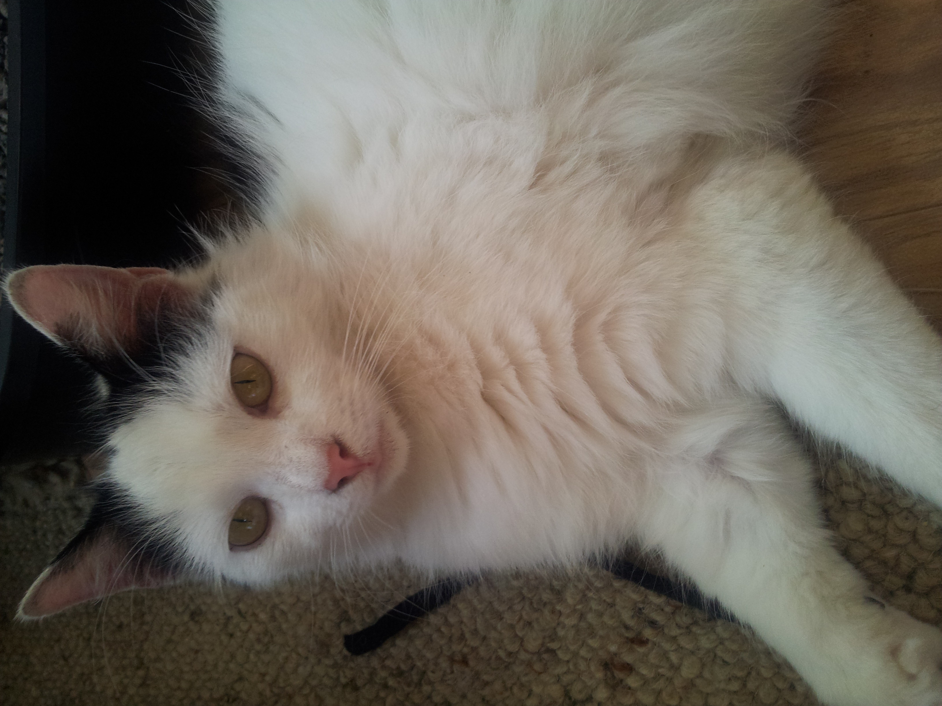 Jools Female Domestic Medium Hair Cat In VIC PetRescue