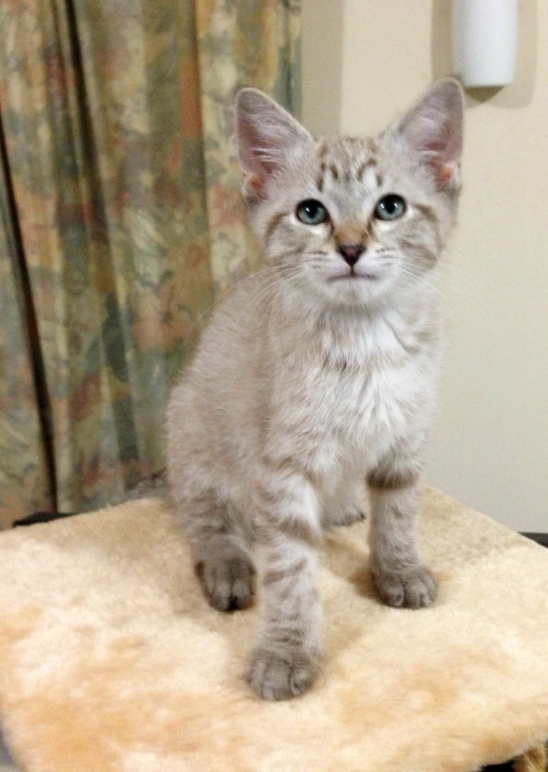 Porridge - Male Abyssinian x Australian Mist x Ragdoll Mix Cat in VIC ...