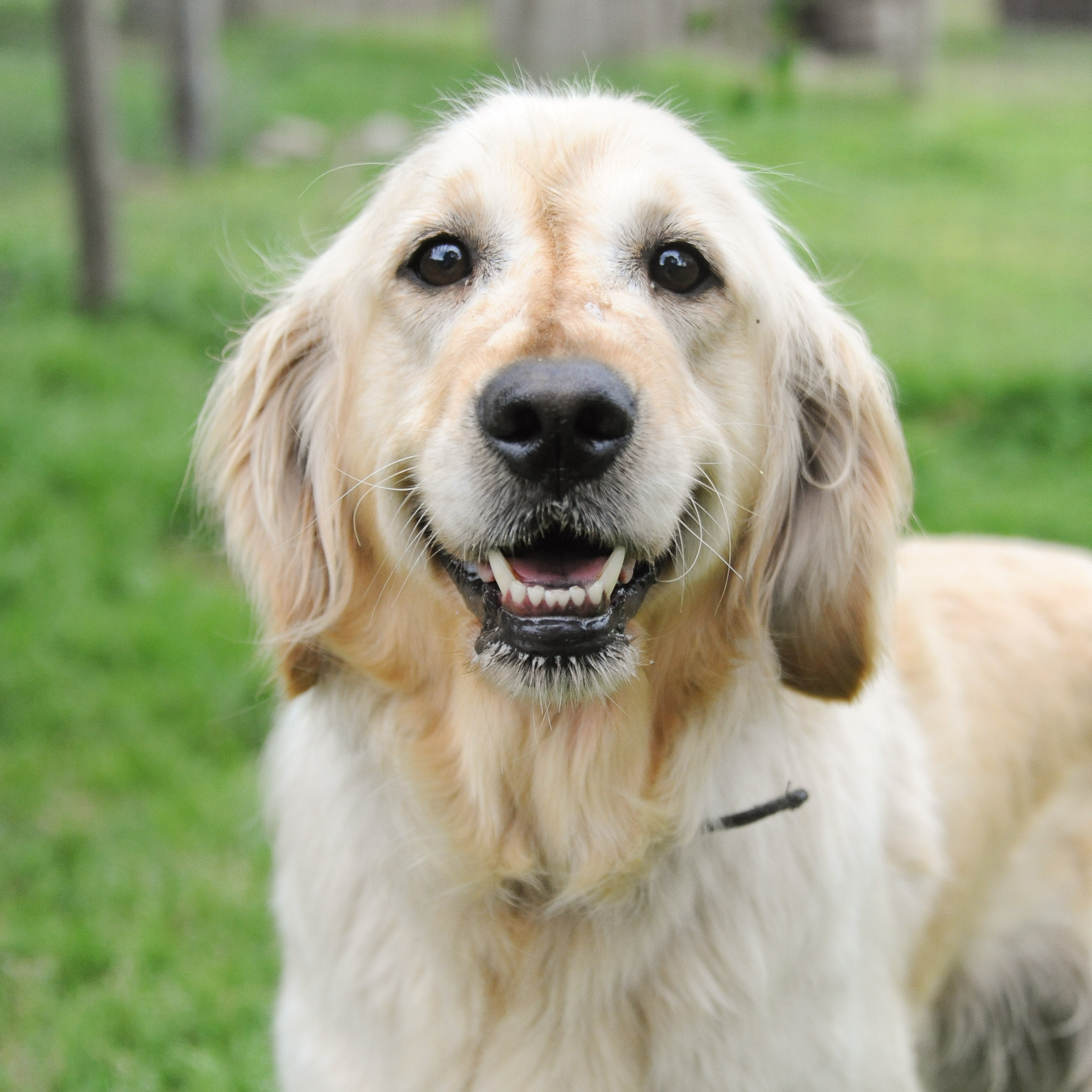 Maggie Large Female Golden Retriever Dog In Vic Petrescue