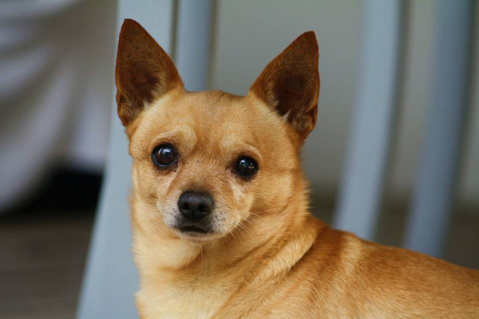 Toddy (Adoption Pending) Small Male Chihuahua Mix Dog in QLD PetRescue