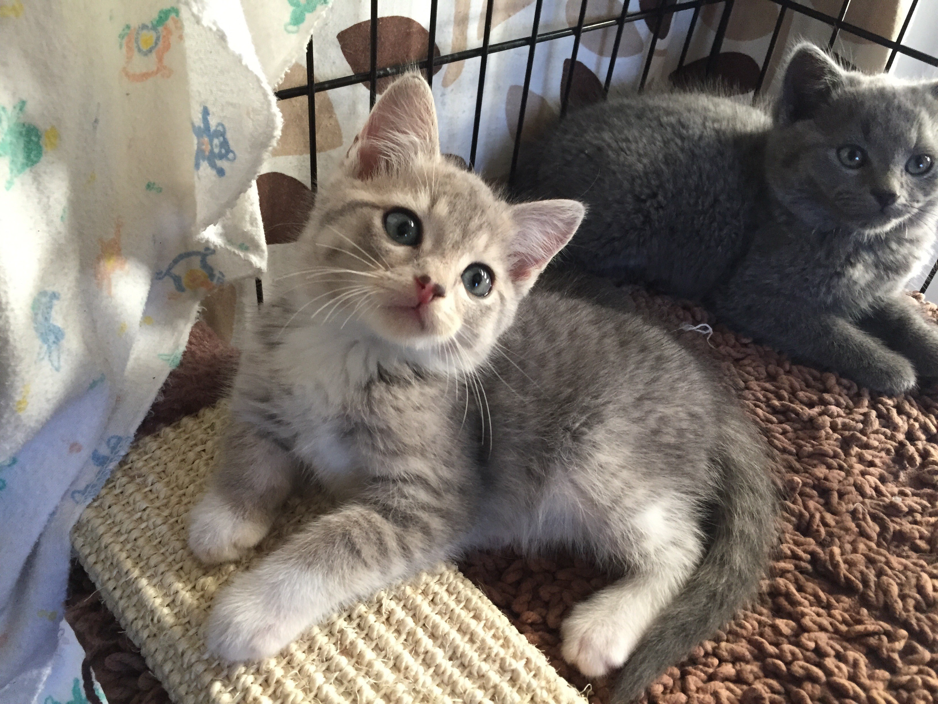 Haiti - Male Domestic Long Hair Mix Cat in QLD - PetRescue