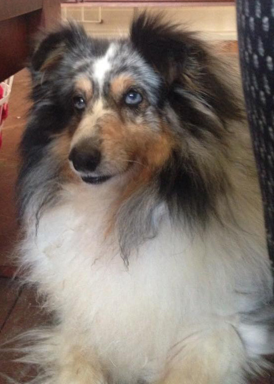 Patrick Small Male Shetland Sheepdog Dog In Qld Petrescue