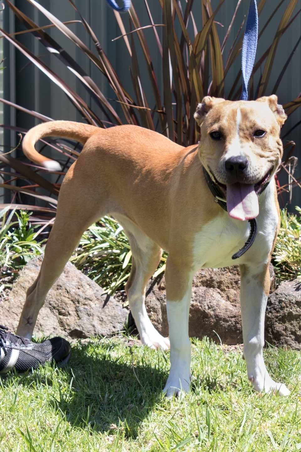 Honey Medium Female American Staffordshire Terrier Mix Dog in NSW PetRescue