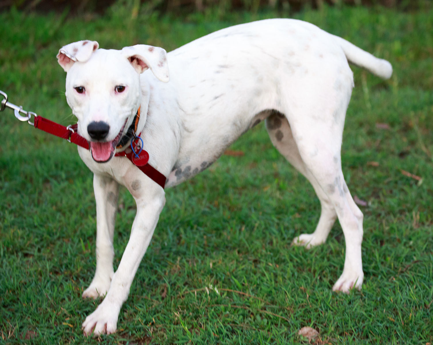 sorbet-adopted-with-love-14-2-16-large-female-dalmatian-x-staffy