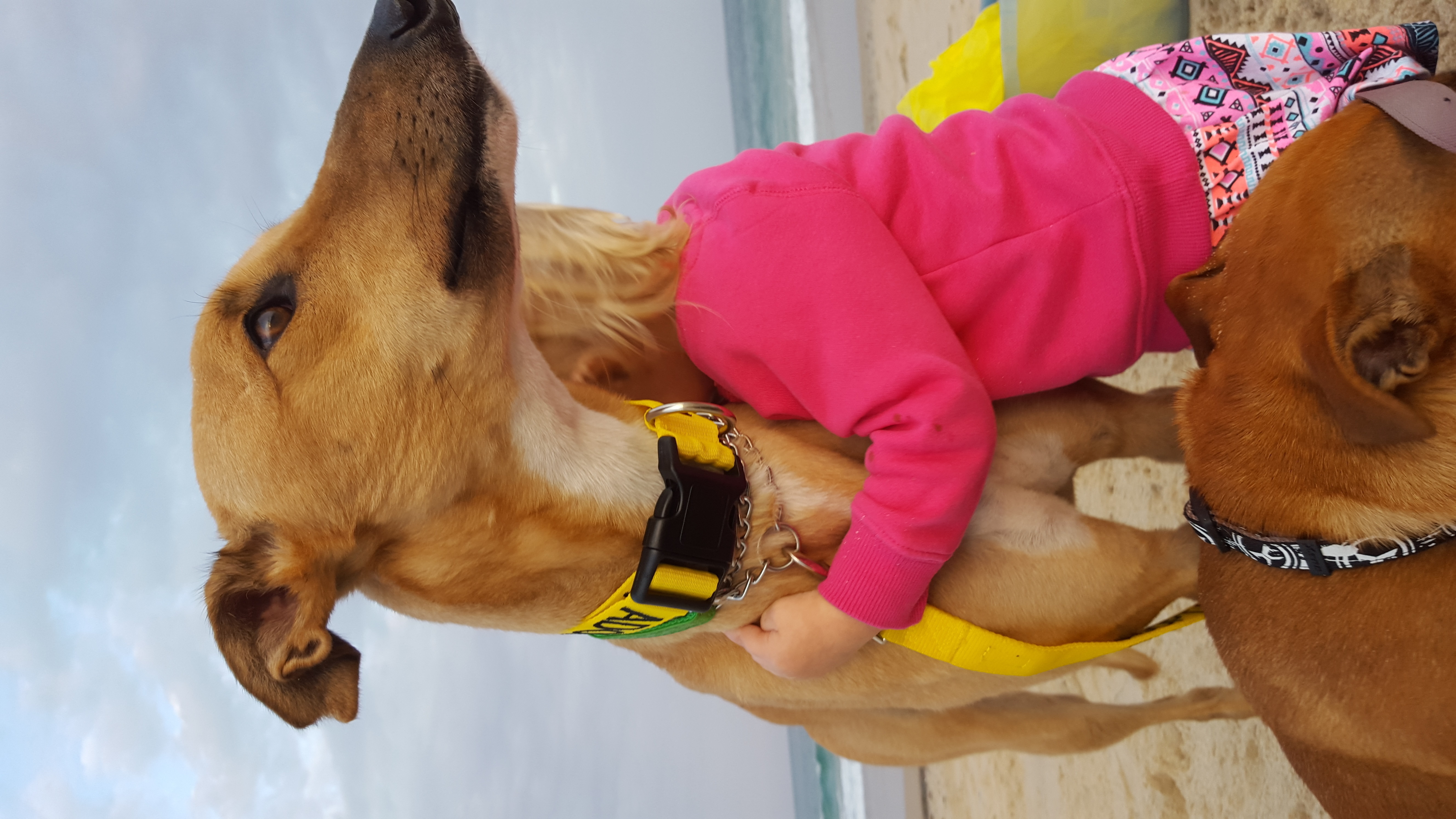 Sasha - Large Female Greyhound Dog in NSW - PetRescue