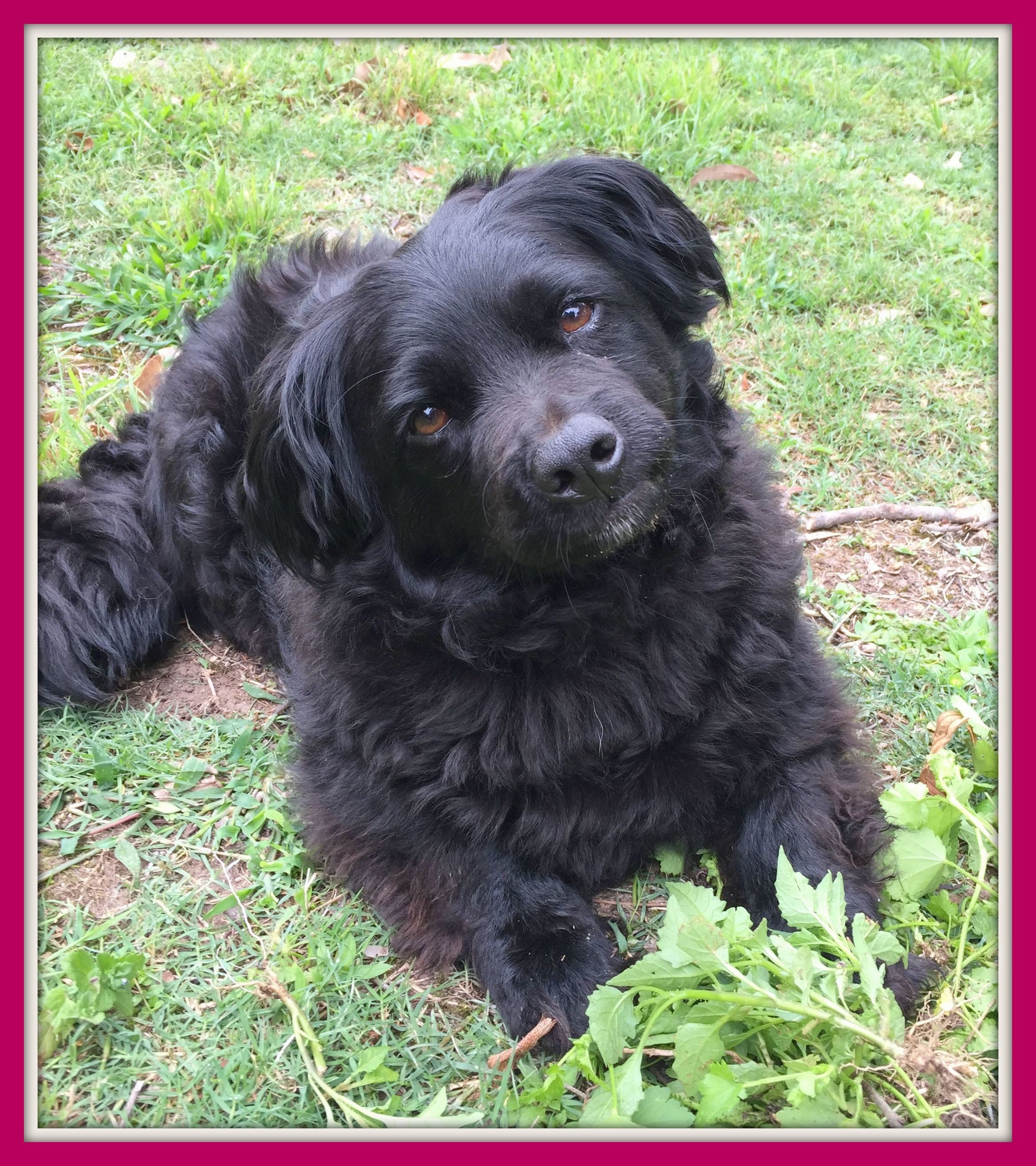 cocker spaniel shih tzu mix