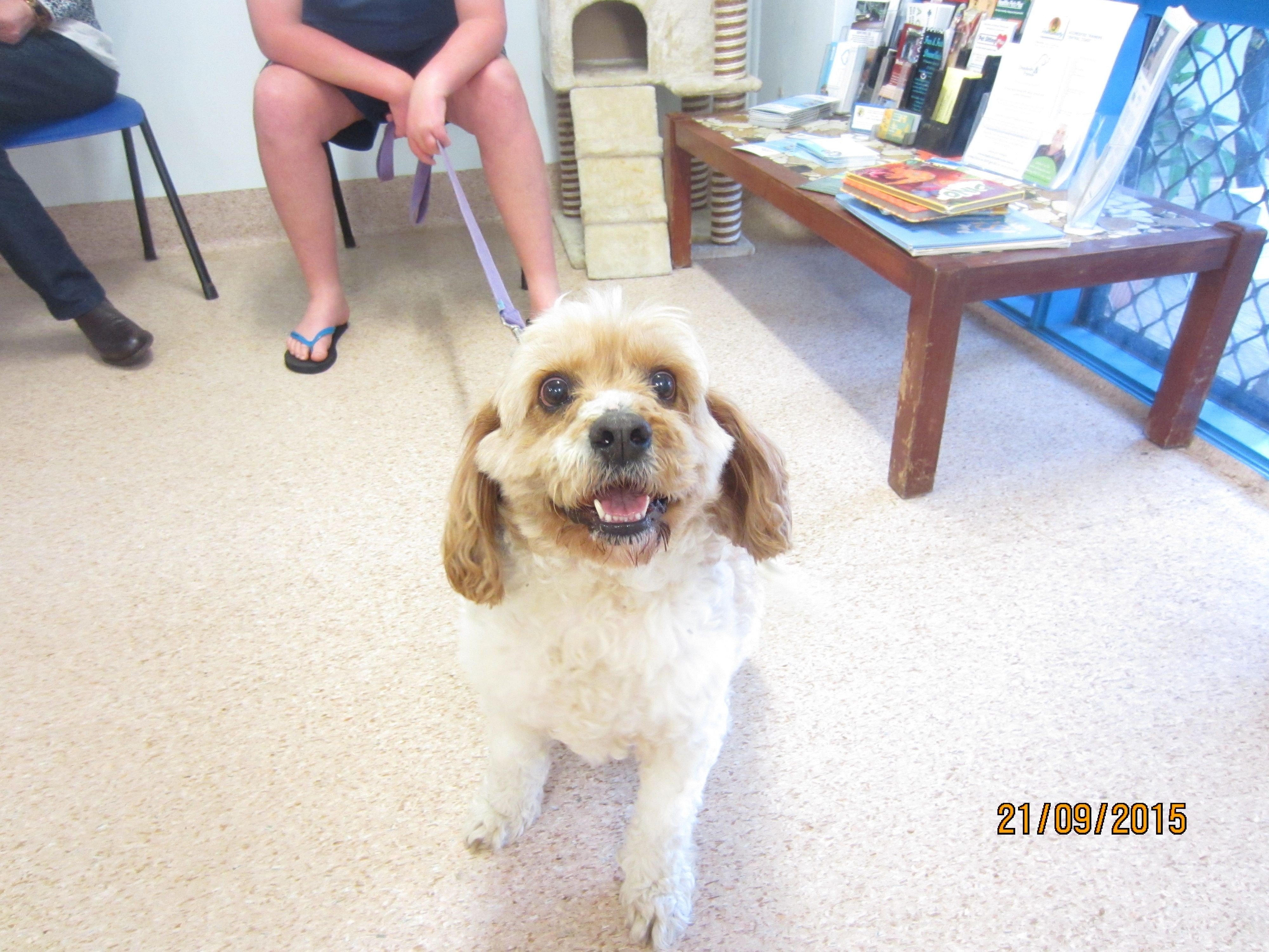 Joey Medium Male Cavalier King Charles Spaniel x Maltese Mix Dog in