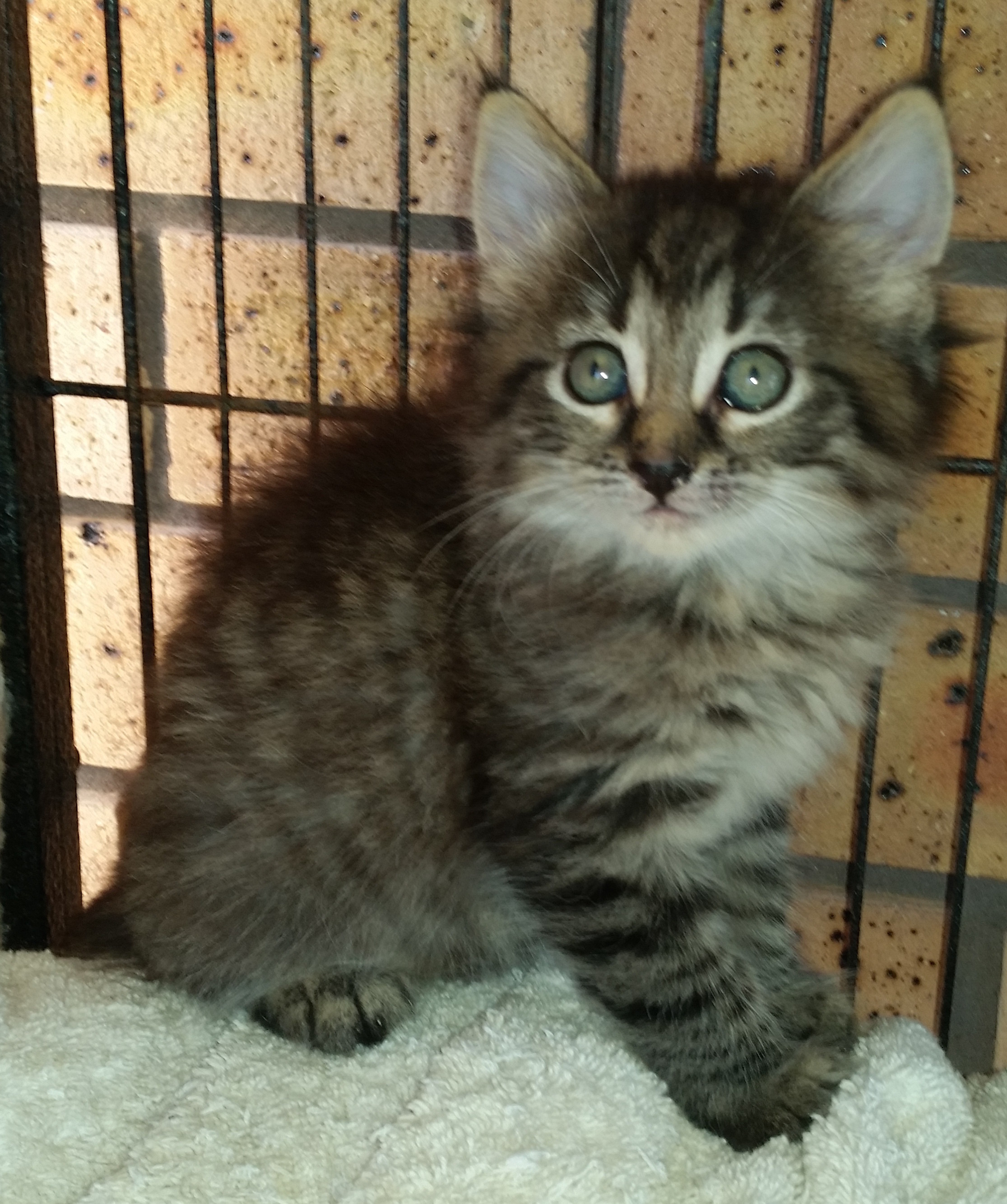 Fluffy Tabby Kitten Female Domestic Medium Hair Cat In Nsw