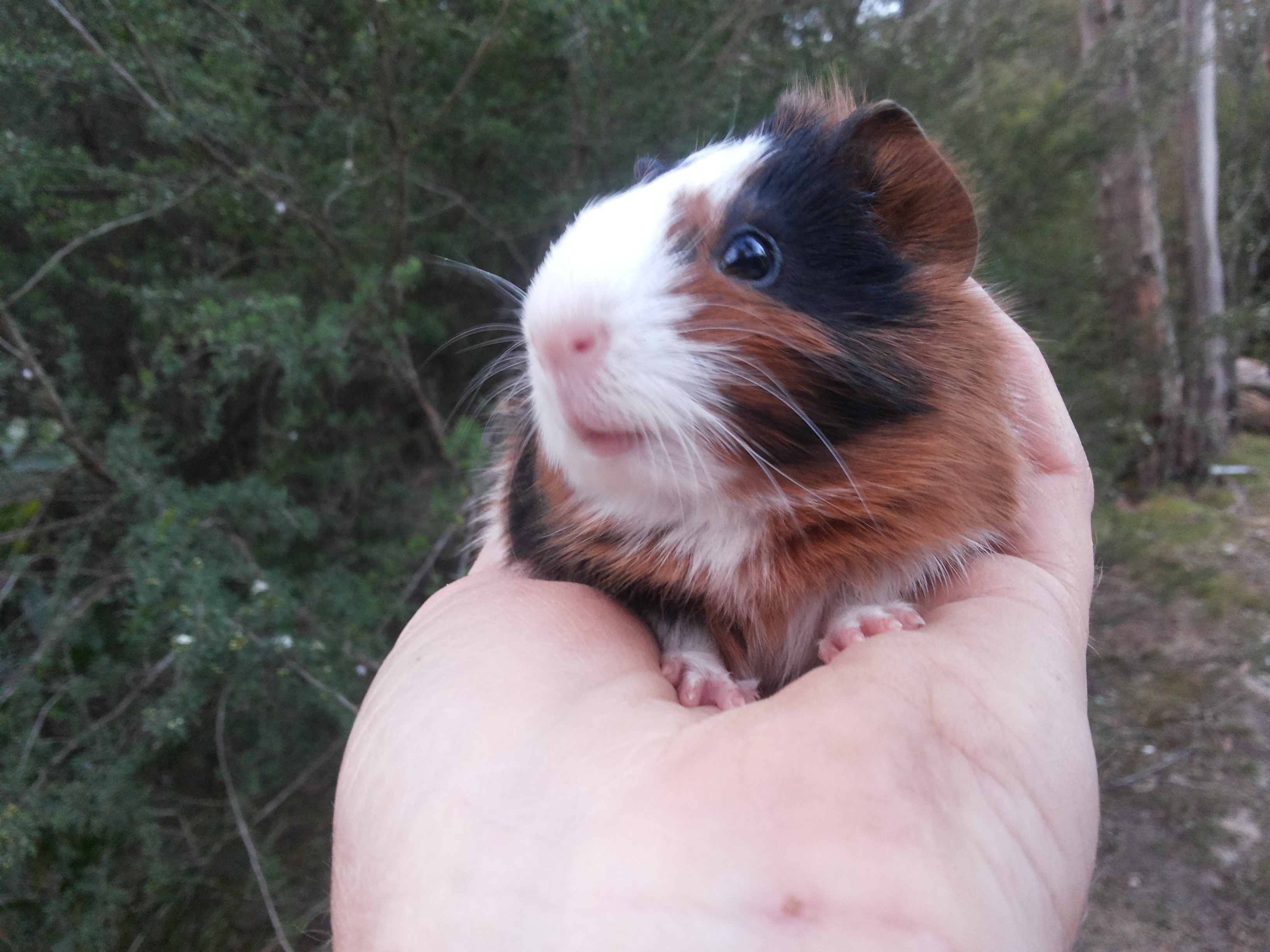 teddy guinea pig for sale